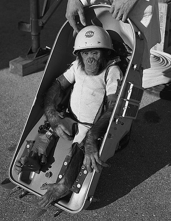 Ham the chimp